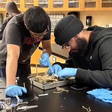 Two Abbotsford male students in science working on an dissection. 